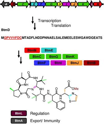 Regulation of Bottromycin Biosynthesis Involves an Internal Transcriptional Start Site and a Cluster-Situated Modulator